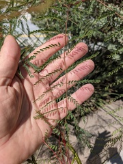 Erythrostemon gilliesii