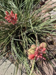 Hesperaloe parviflora