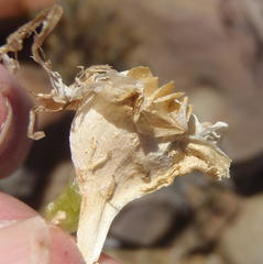 Glottiphyllum surrectum