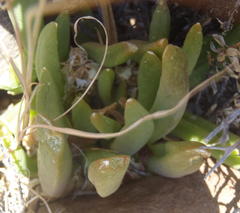Glottiphyllum surrectum
