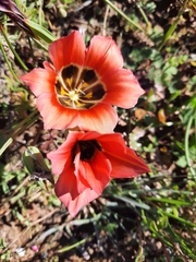 Romulea sabulosa