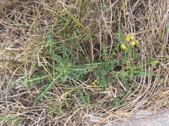 Sisymbrium austriacum