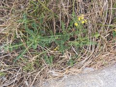 Sisymbrium austriacum