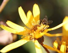 Apis mellifera