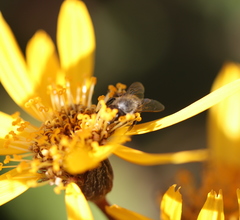 Apis mellifera