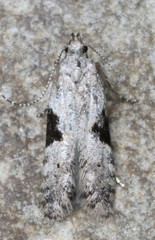 Aristotelia isopelta