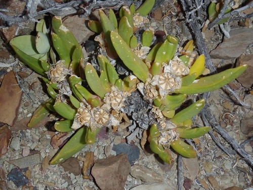 Glottiphyllum surrectum, photograph 2