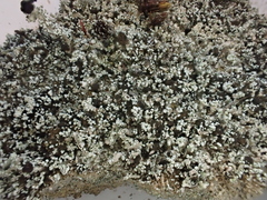 Stereocaulon condensatum