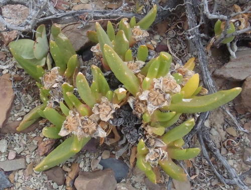 Glottiphyllum surrectum, photograph 3