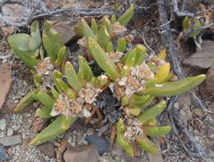 Glottiphyllum surrectum