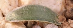 Albuca unifolia