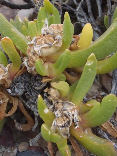 Glottiphyllum surrectum, photograph 4
