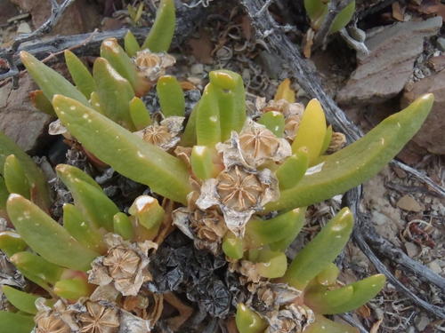Glottiphyllum surrectum, photograph 5