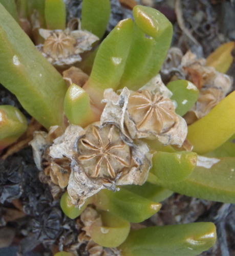 Glottiphyllum surrectum, photograph 6