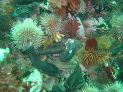 Pentacta doliolum