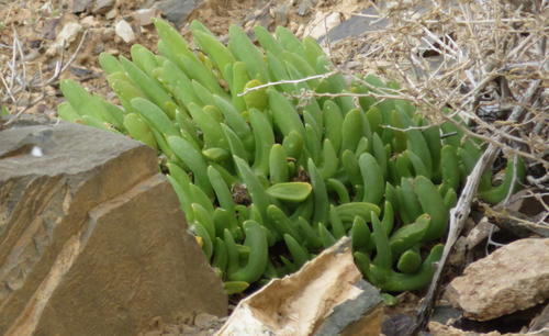Mesembryanthemum surrectum Haw.