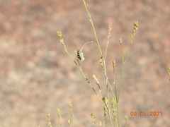 Acmaeodera alicia
