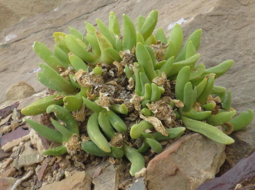 Mesembryanthemum surrectum Haw. 2