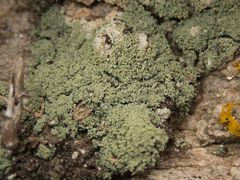 Leprocaulaceae