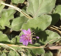 Acmaeodera alicia