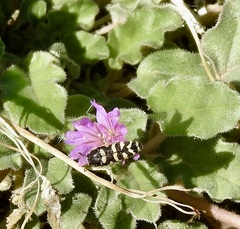 Acmaeodera alicia