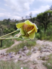 Prochnyanthes mexicana