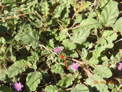 Acmaeodera alicia