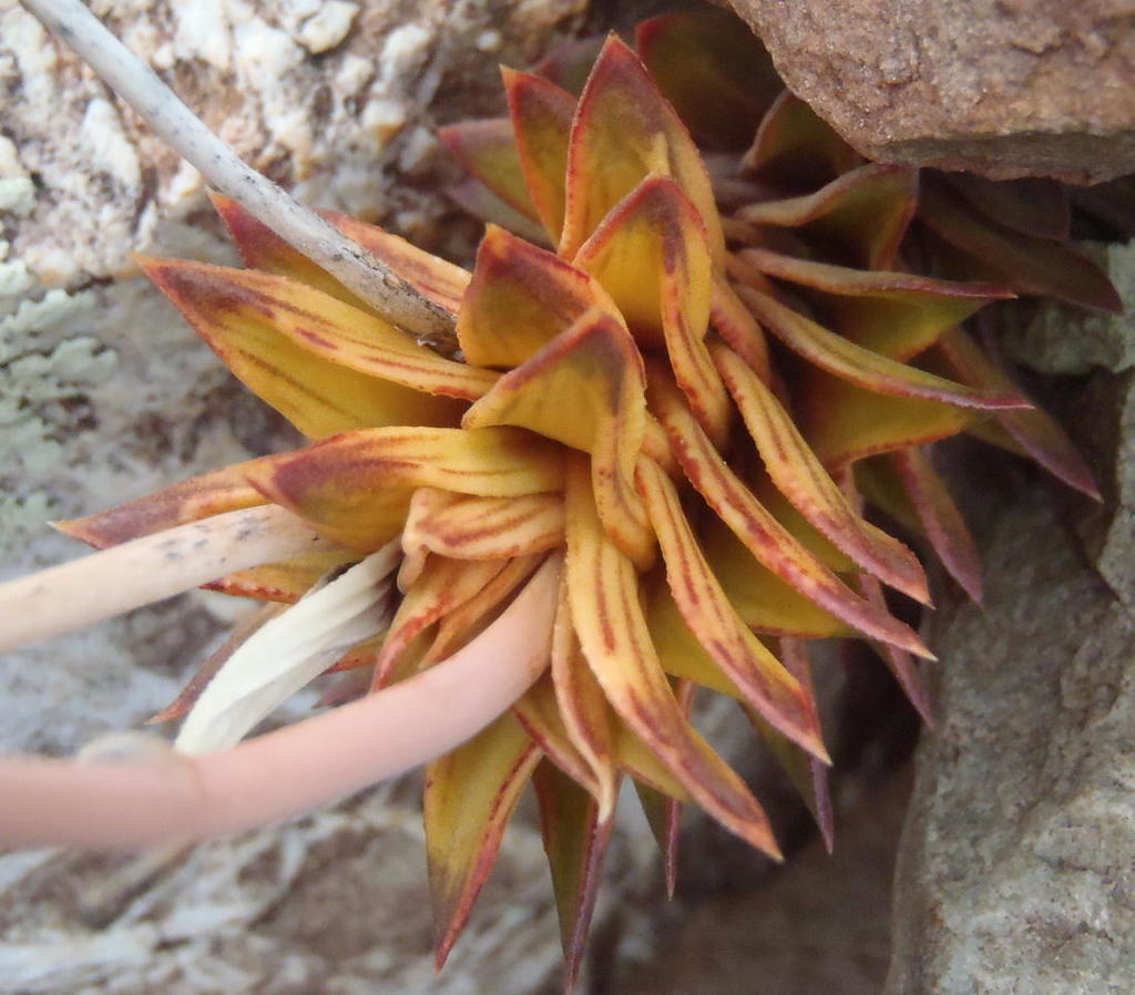 Astroloba pentagona, Gamkapoort Dam