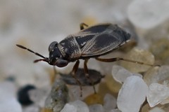 Geocoris discopterus