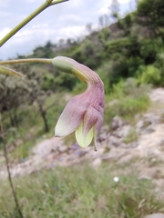 Prochnyanthes mexicana