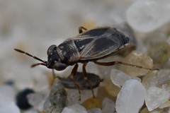 Geocoris discopterus