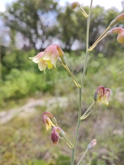 Prochnyanthes mexicana