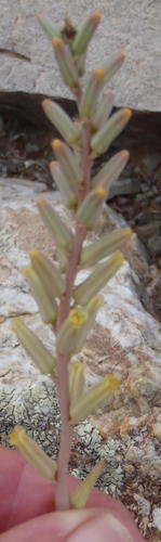 Astroloba pentagona