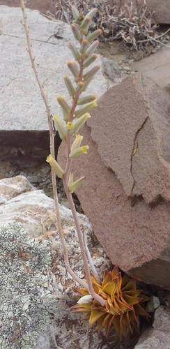 Astroloba pentagona