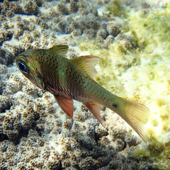 Ostorhinchus norfolcensis