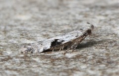 Aristotelia isopelta