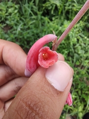 Polianthes zapopanensis