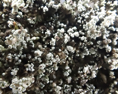 Stereocaulon condensatum
