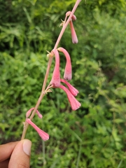 Polianthes zapopanensis