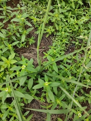 Polianthes zapopanensis