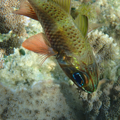 Ostorhinchus norfolcensis