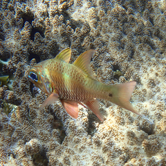 Ostorhinchus norfolcensis