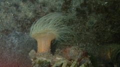 Metridioidea