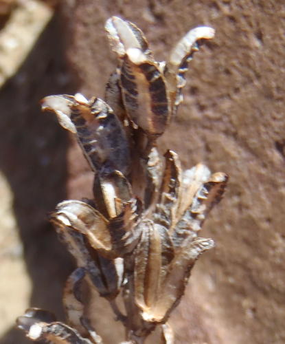 Astroloba pentagona