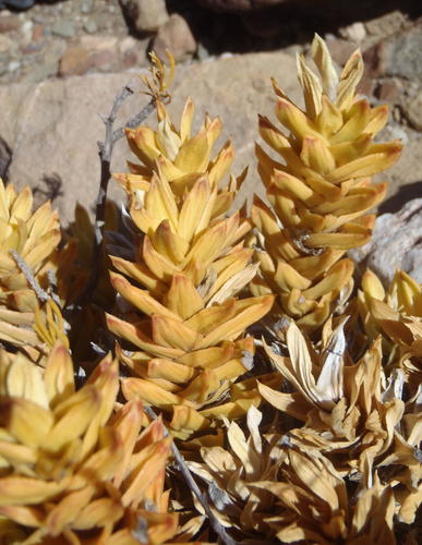 Astroloba pentagona