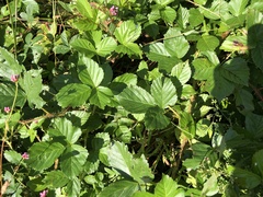 Rubus fulleri