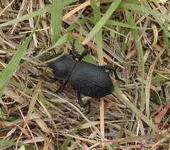 Cryptoglossa infausta