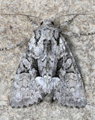 Eremobina leucoscelis