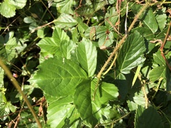 Rubus fulleri
