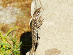 Podarcis muralis